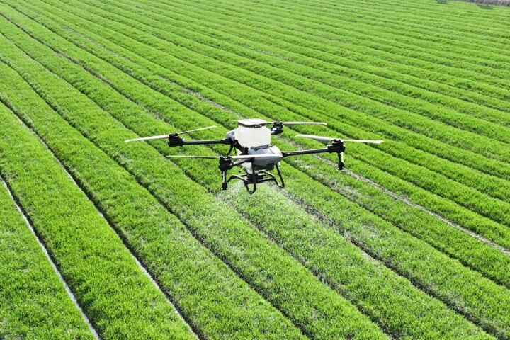 Dron rolniczy wykonujący oprysk upraw na zielonym polu